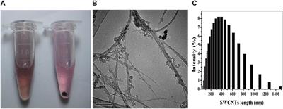 The Fate of SWCNTs in Mouse Peritoneal Macrophages: Exocytosis, Biodegradation, and Sustainable Retention